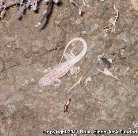 Western Side-blotched Lizard (Uta stansburiana elegans)