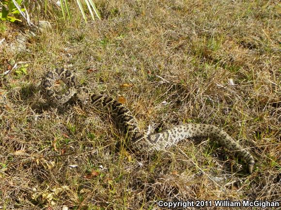 Eastern Diamond-backed Rattlesnake (Crotalus adamanteus)