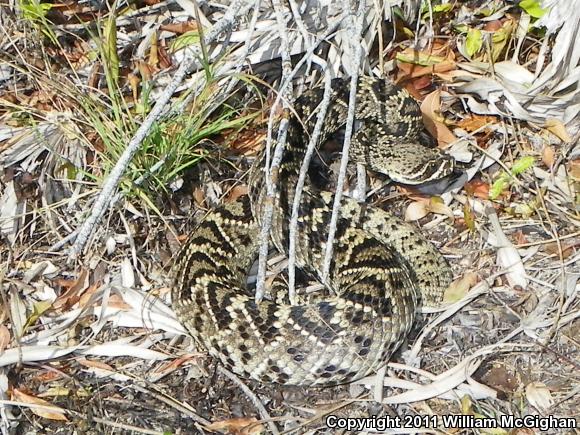 Eastern Diamond-backed Rattlesnake (Crotalus adamanteus)