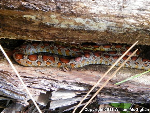 Red Cornsnake (Pantherophis guttatus)