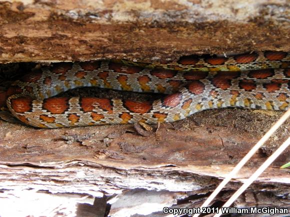 Red Cornsnake (Pantherophis guttatus)