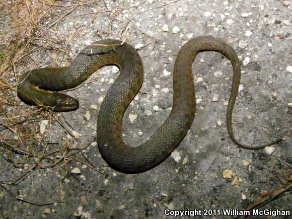 Florida Green Watersnake (Nerodia floridana)