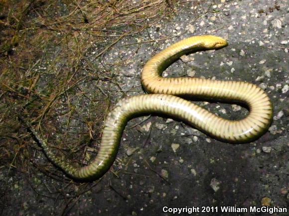 Florida Green Watersnake (Nerodia floridana)