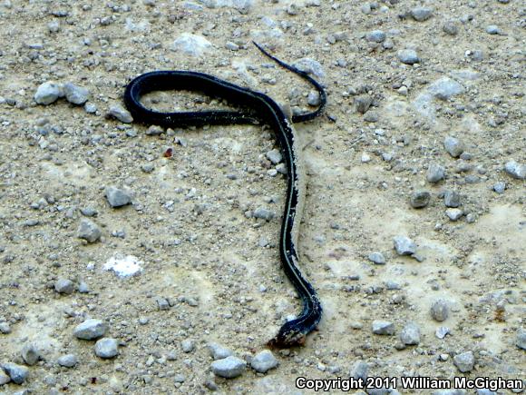 Eastern Gartersnake (Thamnophis sirtalis sirtalis)