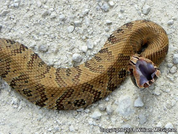 Florida Cottonmouth (Agkistrodon piscivorus conanti)