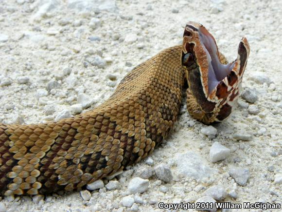 Florida Cottonmouth (Agkistrodon piscivorus conanti)