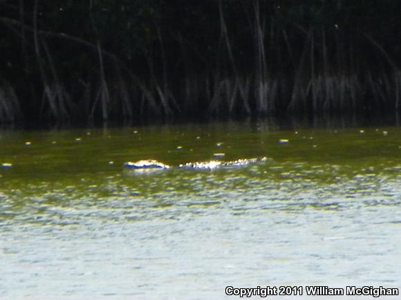 American Crocodile (Crocodylus acutus)