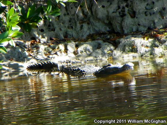 American Crocodile (Crocodylus acutus)