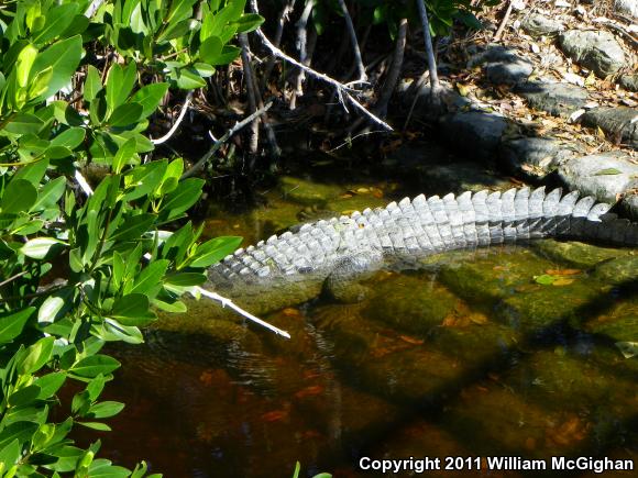 American Crocodile (Crocodylus acutus)