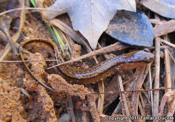 Southern Two-lined Salamander (Eurycea cirrigera)