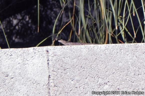 Ornate Tree Lizard (Urosaurus ornatus)