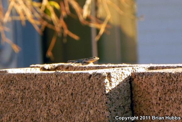 Ornate Tree Lizard (Urosaurus ornatus)