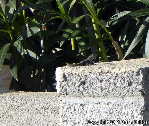 Ornate Tree Lizard (Urosaurus ornatus)