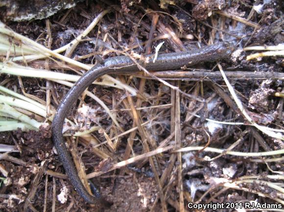 Gabilan Mountains Slender Salamander (Batrachoseps gavilanensis)