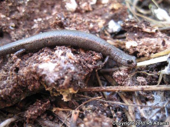Gabilan Mountains Slender Salamander (Batrachoseps gavilanensis)