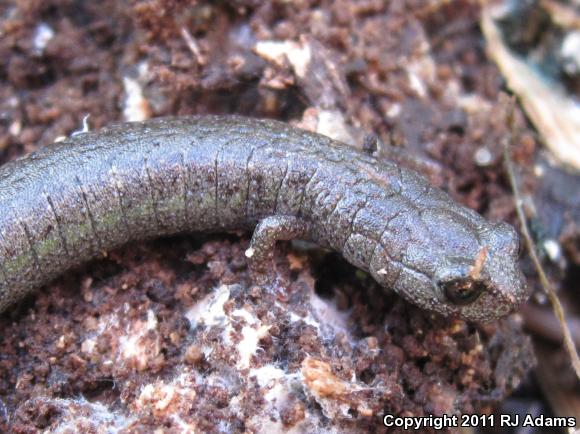 Gabilan Mountains Slender Salamander (Batrachoseps gavilanensis)