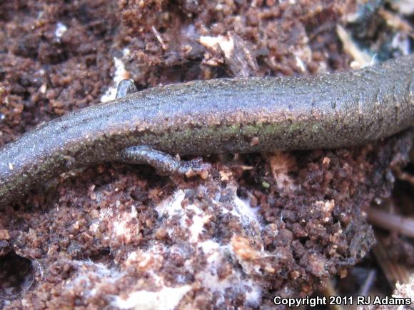 Gabilan Mountains Slender Salamander (Batrachoseps gavilanensis)