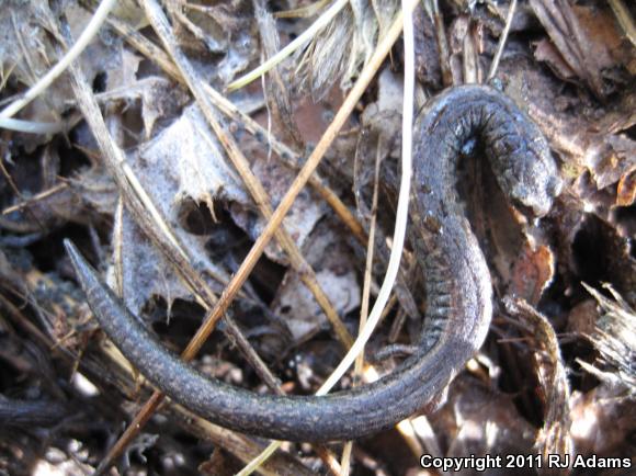 Gabilan Mountains Slender Salamander (Batrachoseps gavilanensis)