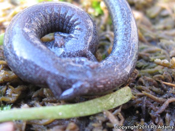 Gabilan Mountains Slender Salamander (Batrachoseps gavilanensis)