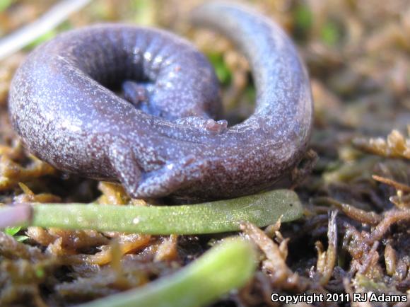 Gabilan Mountains Slender Salamander (Batrachoseps gavilanensis)