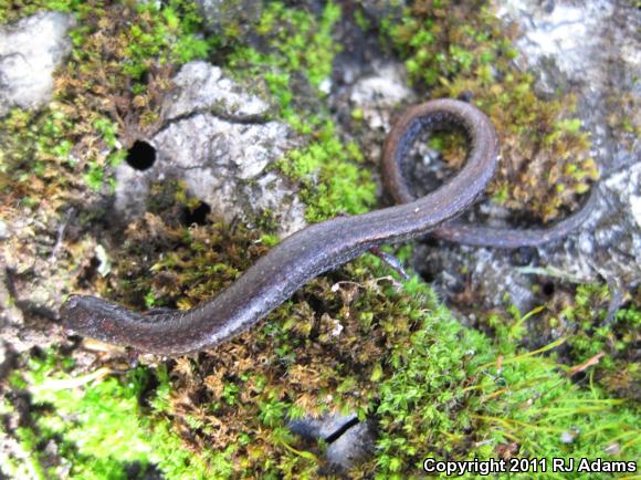 Gabilan Mountains Slender Salamander (Batrachoseps gavilanensis)