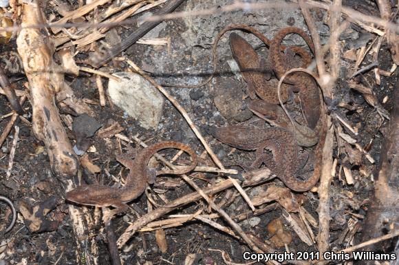 Green Anole (Anolis carolinensis)