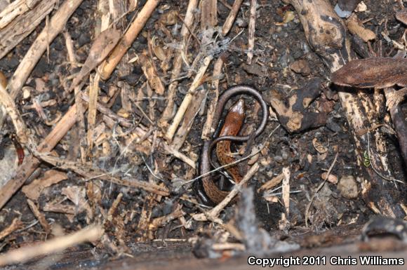 Little Brown Skink (Scincella lateralis)