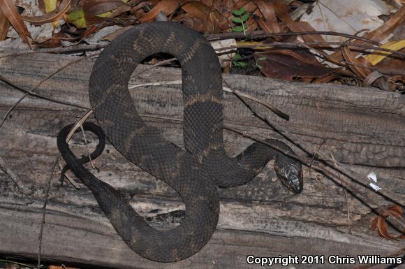 Broad-banded Watersnake (Nerodia fasciata confluens)