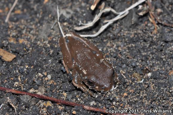 Green Treefrog (Hyla cinerea)