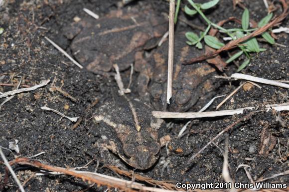 Gulf Coast Toad (Ollotis nebulifer)