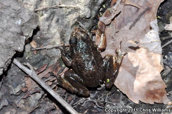 Green Frog (Lithobates clamitans)