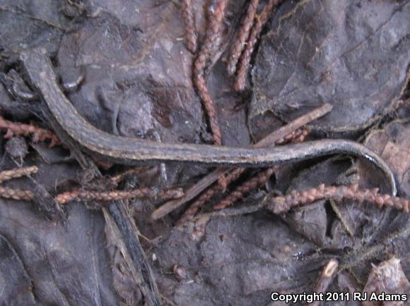 Gabilan Mountains Slender Salamander (Batrachoseps gavilanensis)