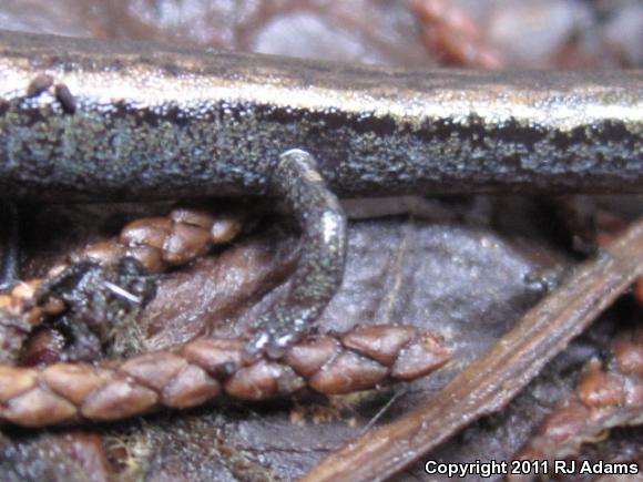 Gabilan Mountains Slender Salamander (Batrachoseps gavilanensis)