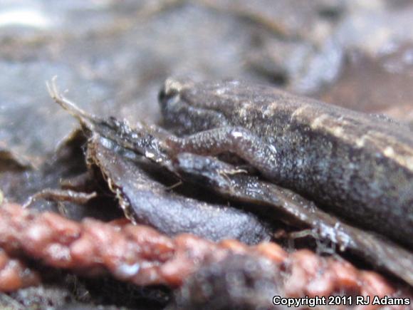 Gabilan Mountains Slender Salamander (Batrachoseps gavilanensis)