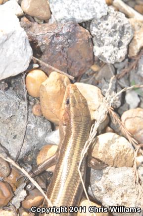 Five-lined Skink (Plestiodon fasciatus)