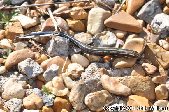 Five-lined Skink (Plestiodon fasciatus)