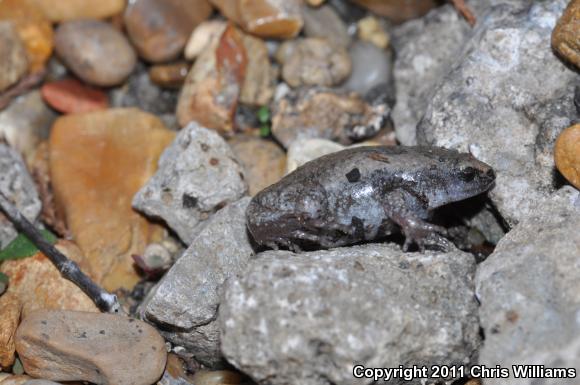 Eastern Narrow-mouthed Toad (Gastrophryne carolinensis)