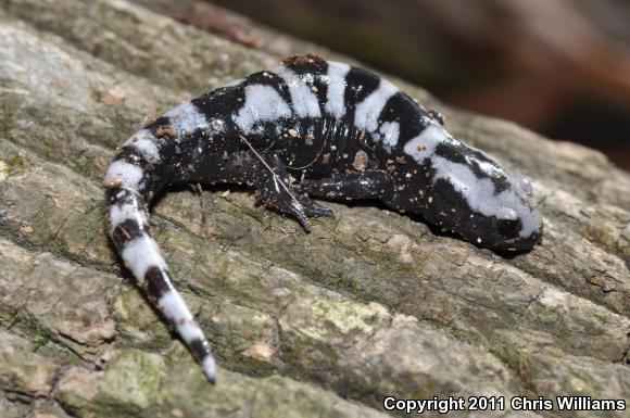 Marbled Salamander (Ambystoma opacum)