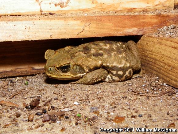 Cane Toad (Rhinella marina)