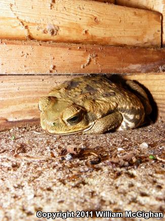 Cane Toad (Rhinella marina)