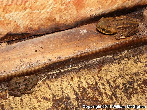 Cane Toad (Rhinella marina)