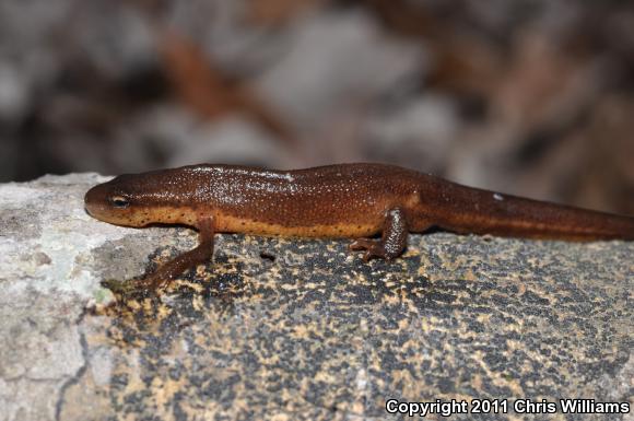 Central Newt (Notophthalmus viridescens louisianensis)