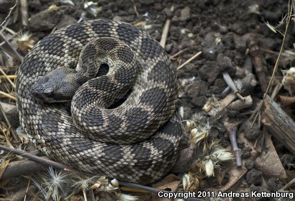 Southern Pacific Rattlesnake (Crotalus oreganus helleri)