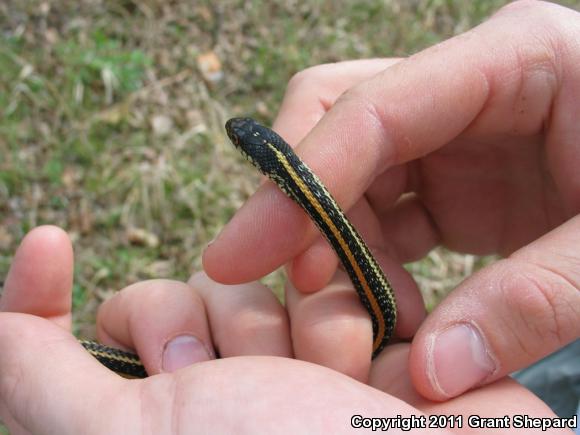 Texas Gartersnake (Thamnophis sirtalis annectens)