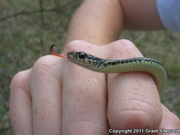 Texas Gartersnake (Thamnophis sirtalis annectens)