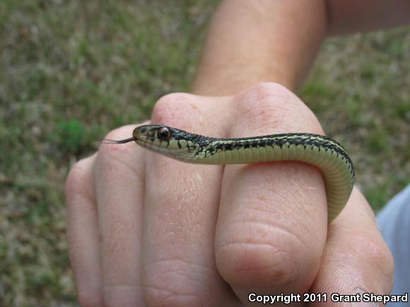 Texas Gartersnake (Thamnophis sirtalis annectens)