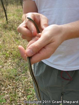 Texas Gartersnake (Thamnophis sirtalis annectens)