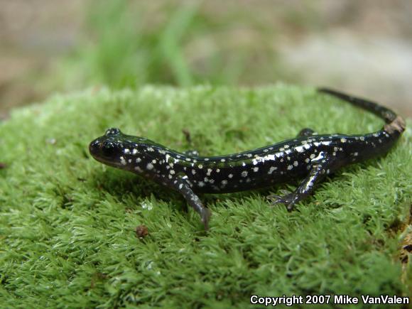 Northern Slimy Salamander (Plethodon glutinosus)