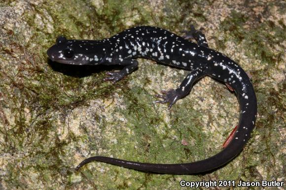Cumberland Plateau Salamander (Plethodon kentucki)