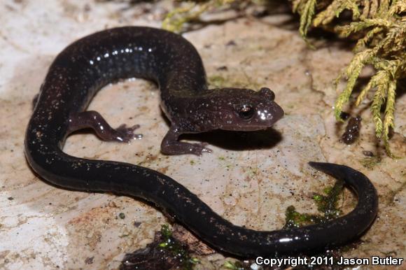 Southern Ravine Salamander (Plethodon richmondi)